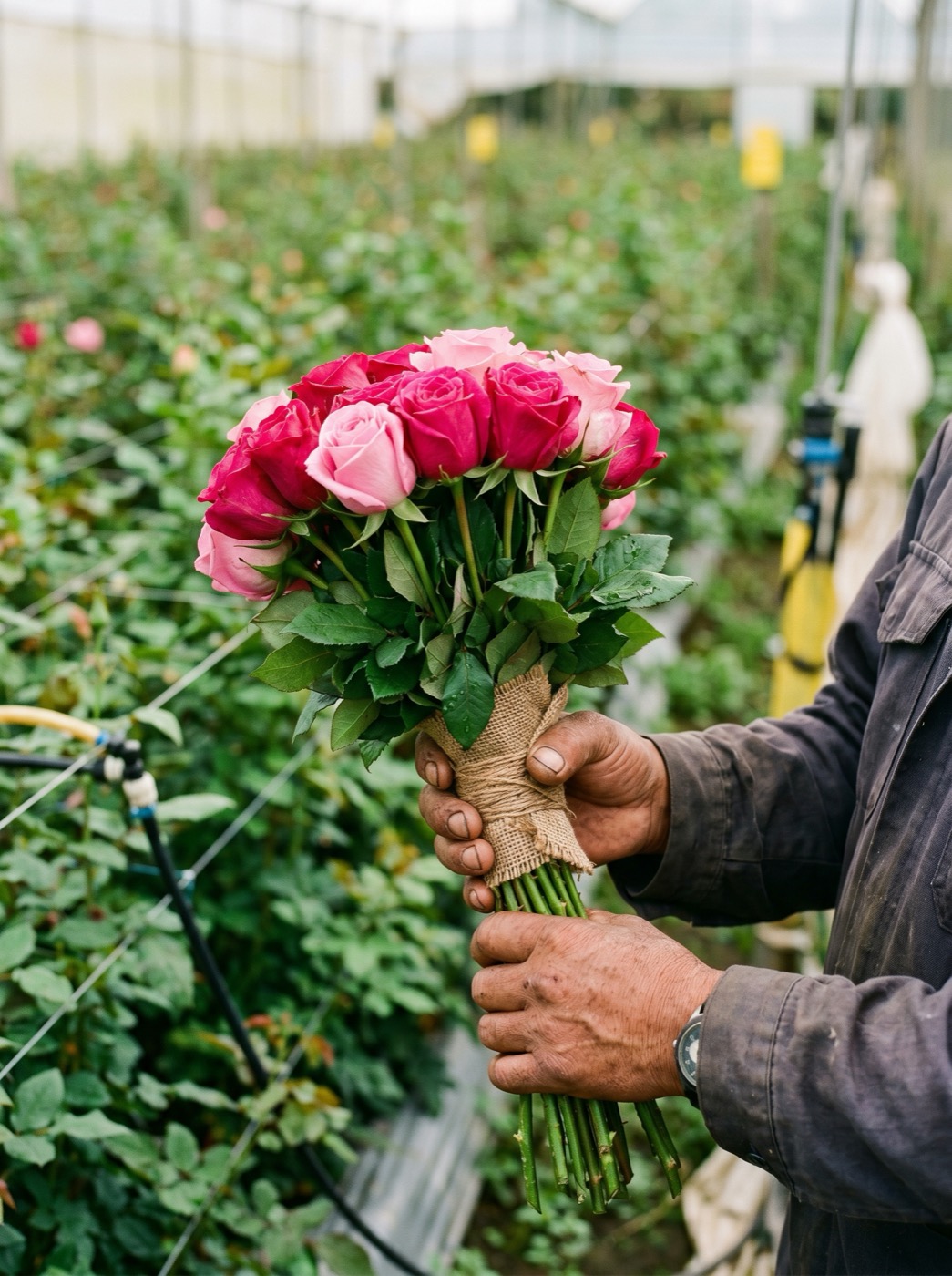 Rosas de tallo largo recién cortadas en magenta y rosado, sostenidas en el invernadero